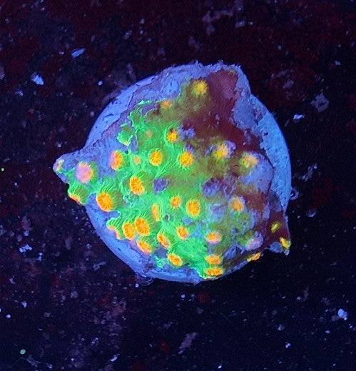 cyphastrea molten meteor