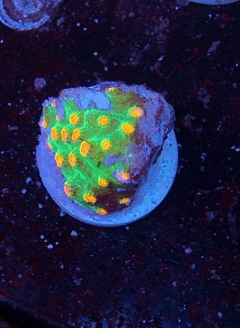 cyphastrea molten meteor