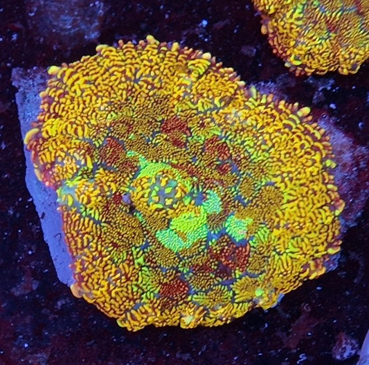 rhodactis magic glitter