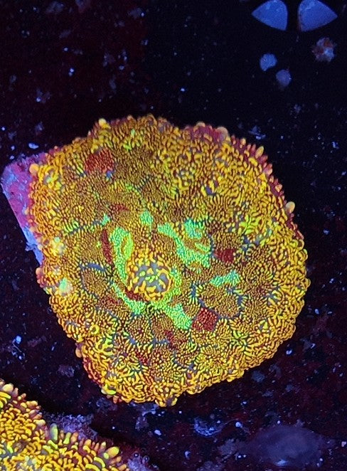 rhodactis magic glitter