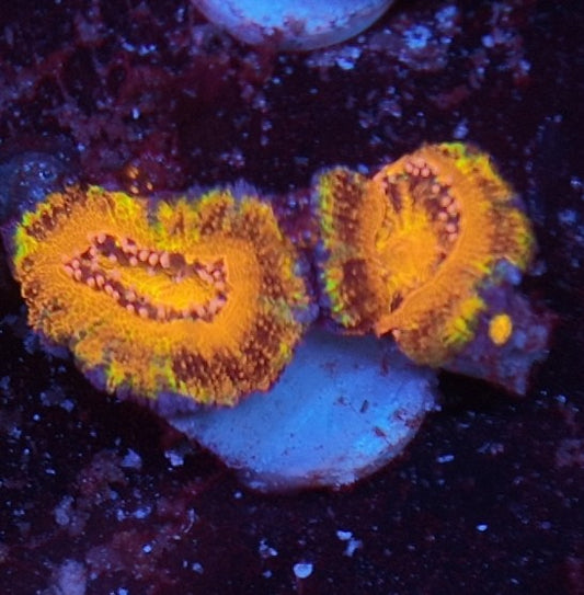 acan rainbow