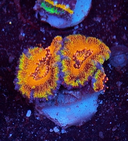 acan rainbow
