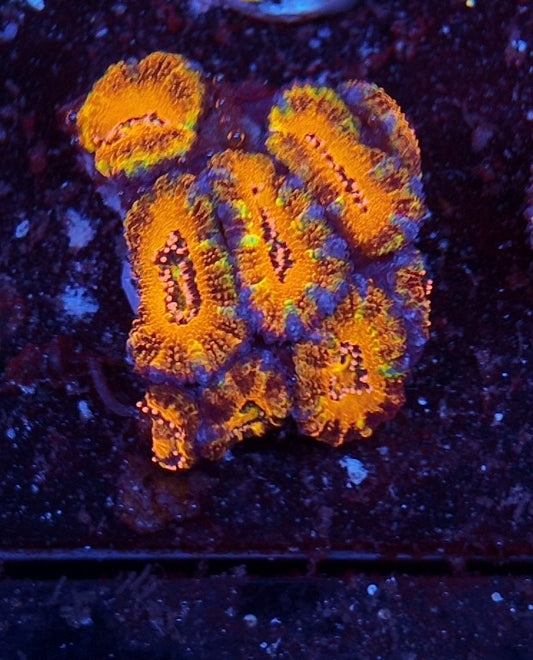 acan rainbow