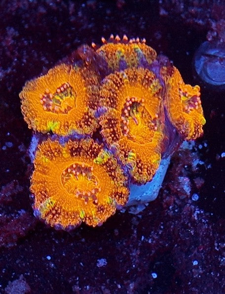 acan rainbow