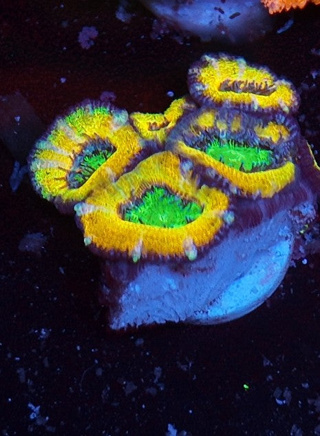 acan high voltage