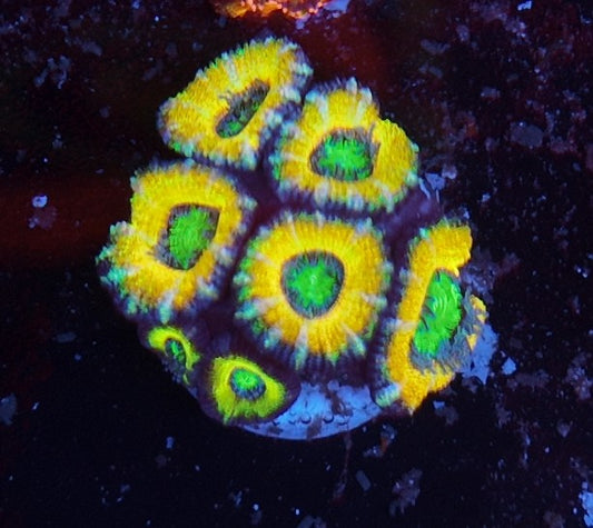 acan high voltage
