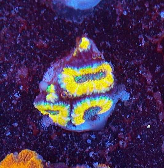acan high voltage