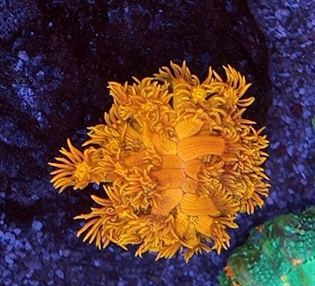 goniopora agent orange