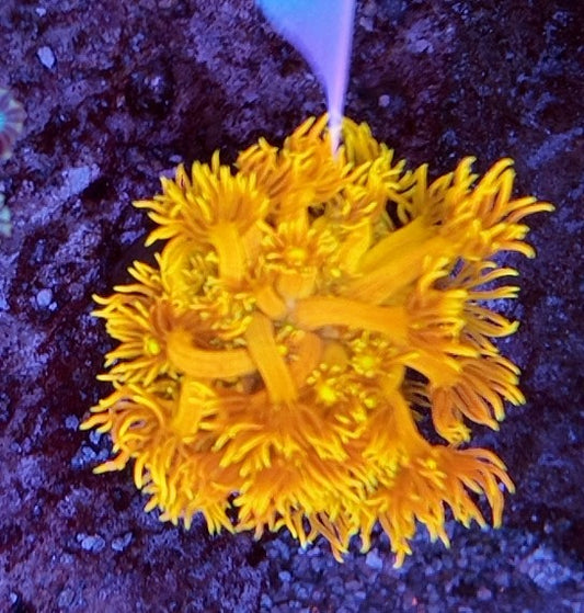 goniopora agent gold