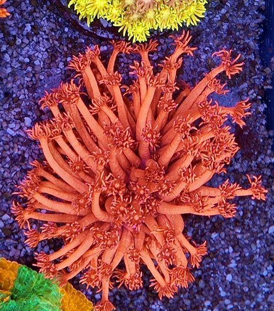 goniopora super pink