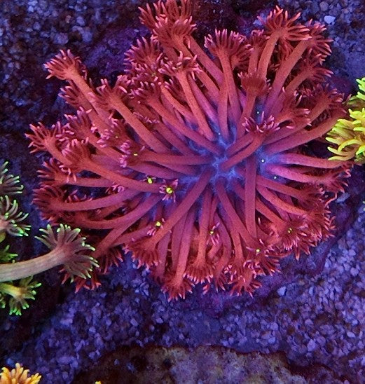 goniopora electric daisy