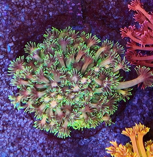 goniopora the grinch