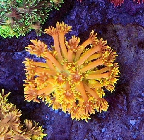 goniopora orange toxic