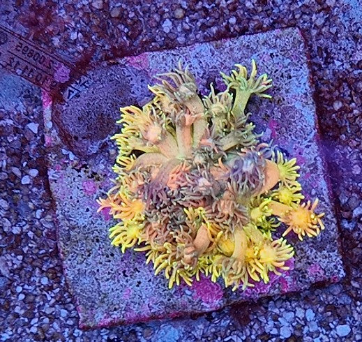 goniopora fantasy island grafted