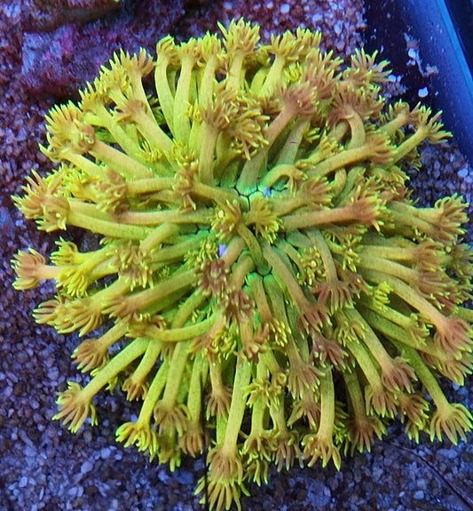 goniopora rainbow glitter