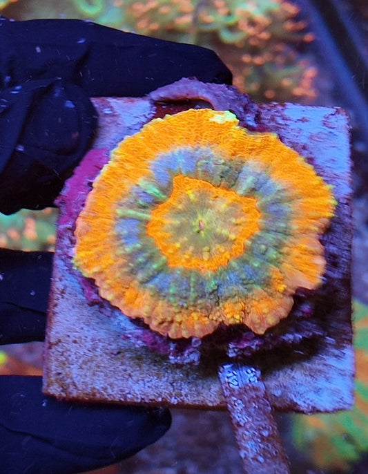 australomusa especial shield