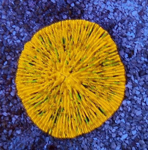 fungia confetti