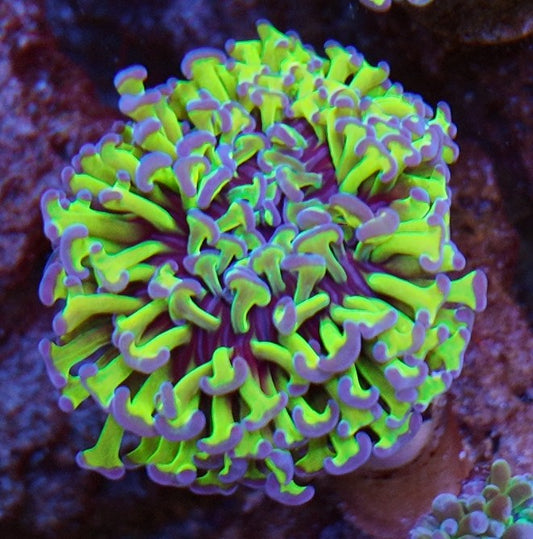 hammer wall blue tips