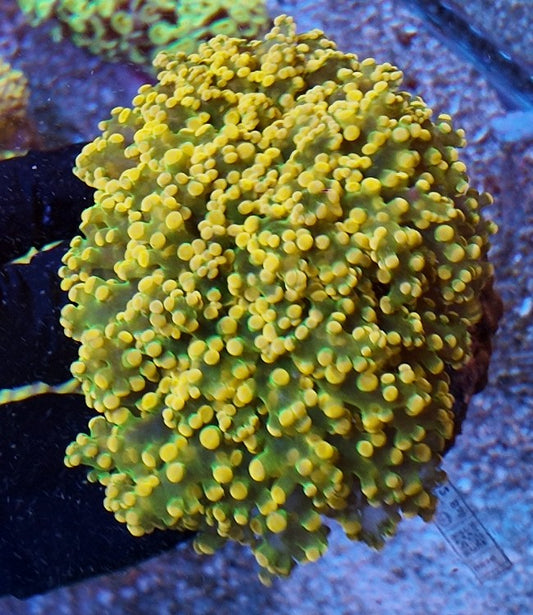 frogspawn big branch orange tips