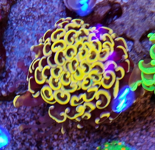 hammer wall yellow raibow