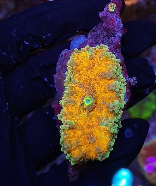 ricordea yuma orange