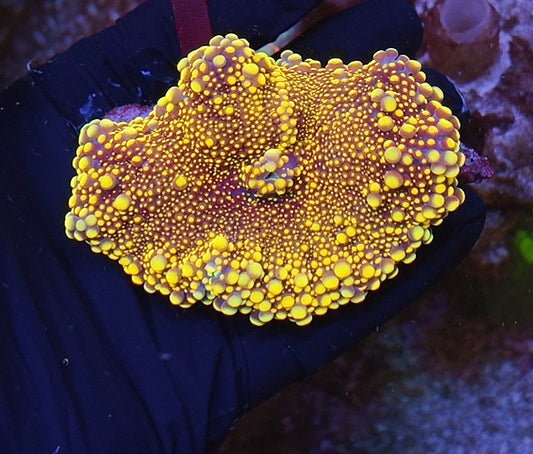 ricordea yuma wolverine XXL