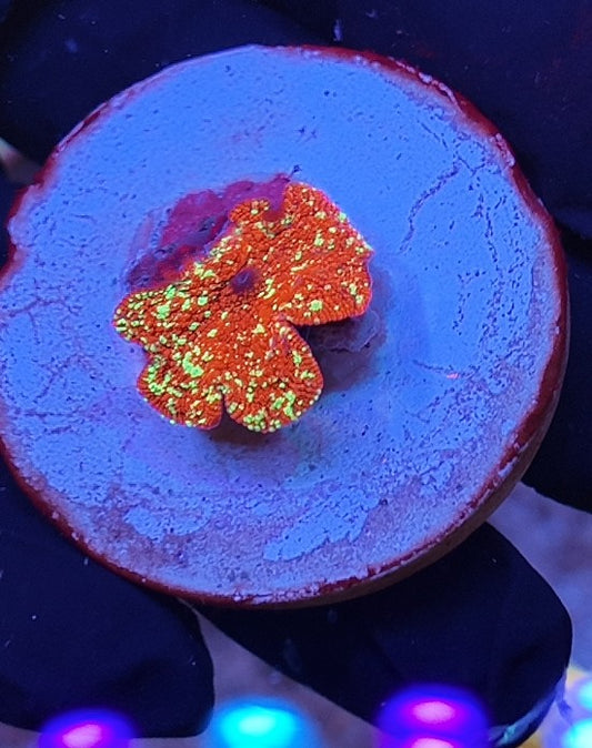 discosoma mushroom indo jawbreaker