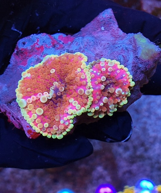 ricordeas yuma saturn