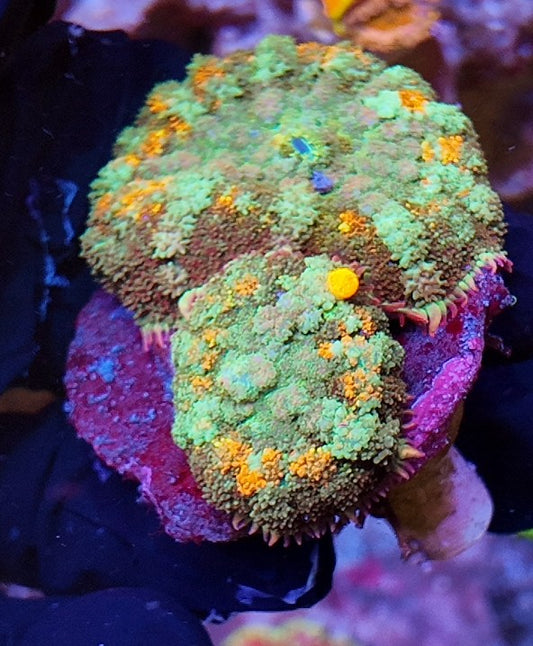 mushrooms bounce deathstroke