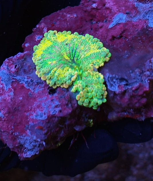 ricordea yuma especial rainbow