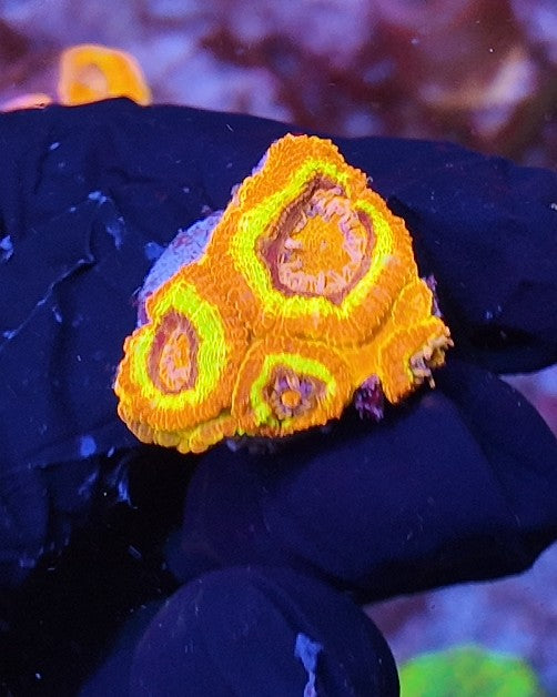 acan red supernova