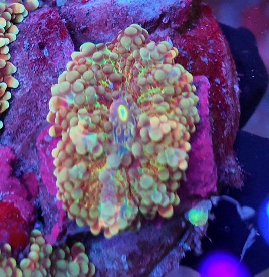 ricordea yuma inferno