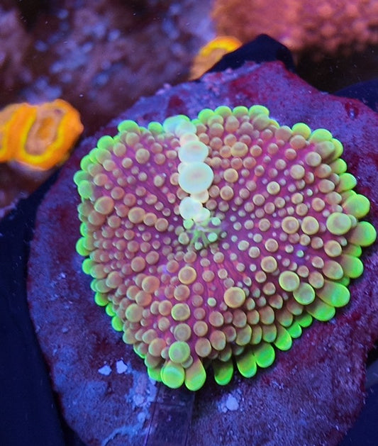 ricordea yuma saturn