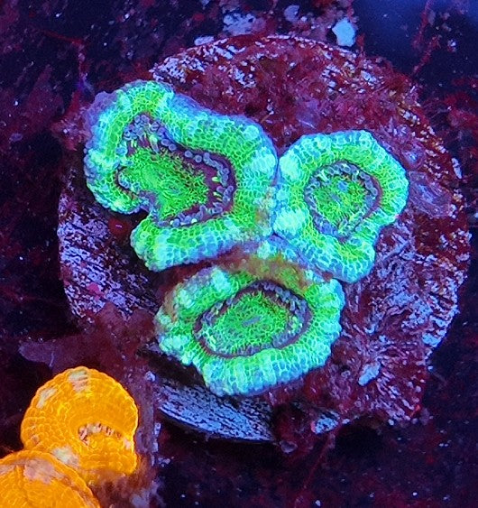 acan green