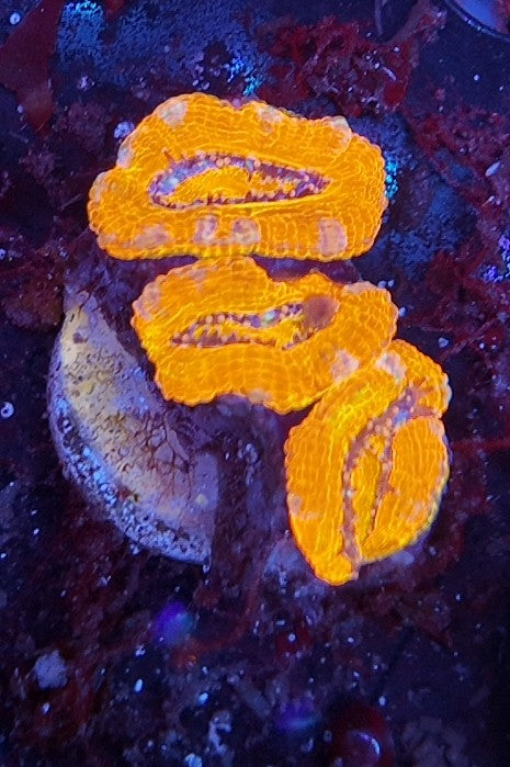 acan ultra