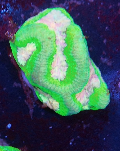 platygira lemon pink