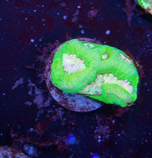 platygira lemon pink