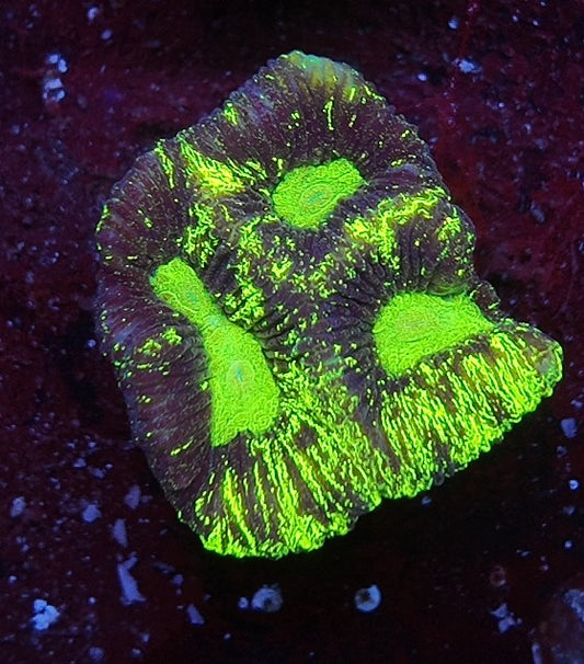 goniastrea plasma shot