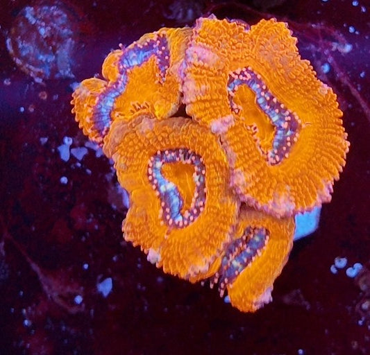 acan ultra