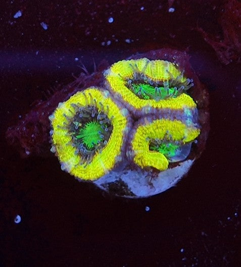 acan high voltage