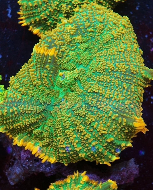 rhodactis tequila sunrise