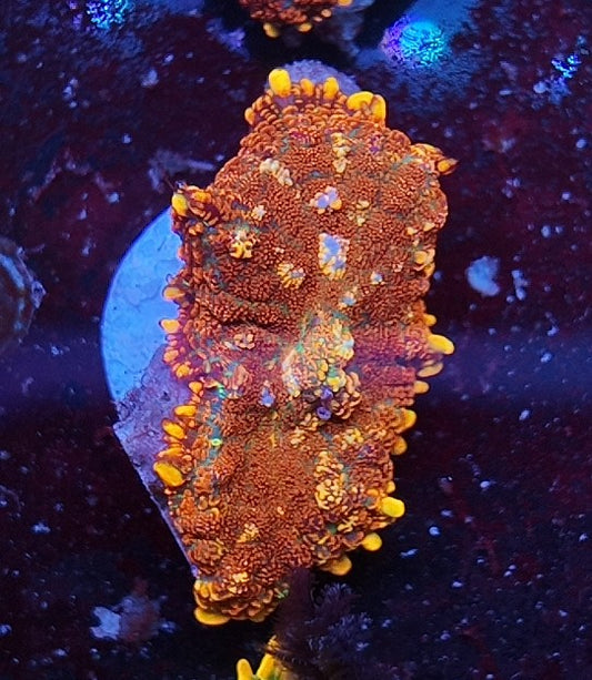 rhodactis heisenberg