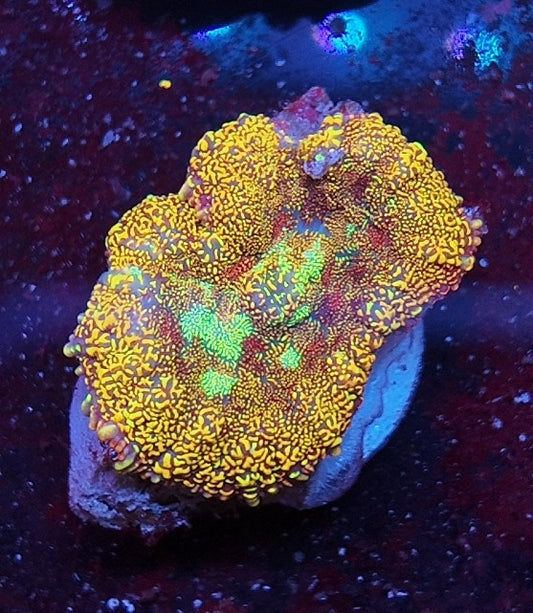 rhodactis magic glitter