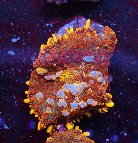 rhodactis heisenberg