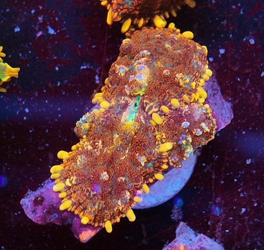 rhodactis heisenberg