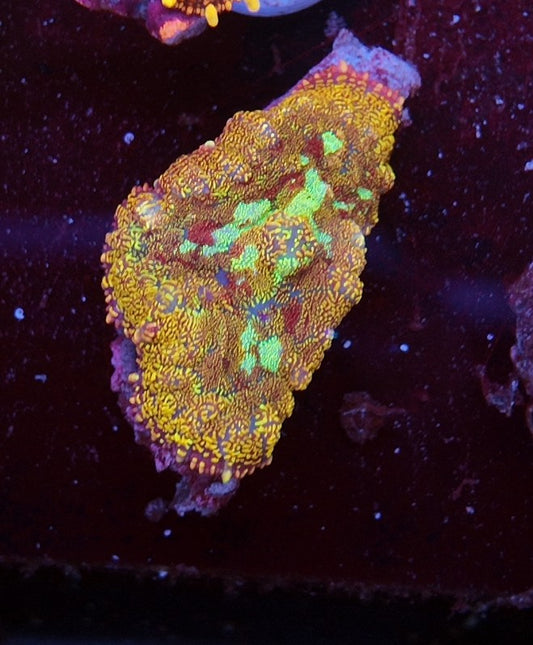 rhodactis magic glitter