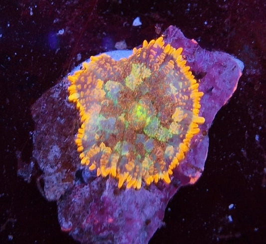 rhodactis krusty the clown