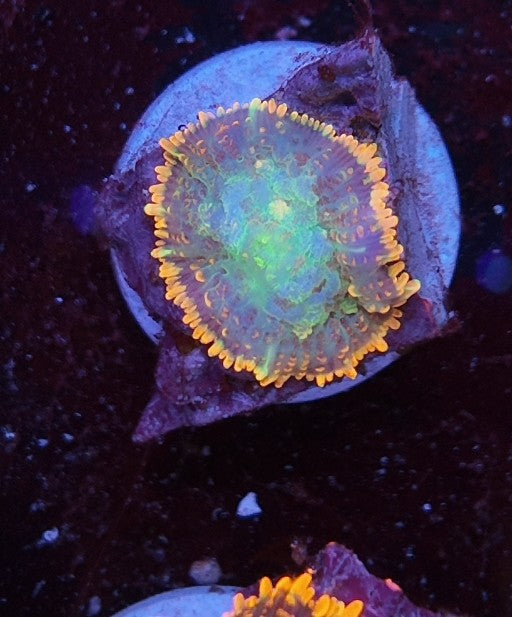 rhodactis krusty the clown