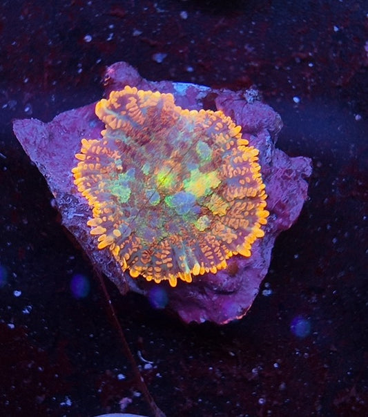 rhodactis krusty the clown