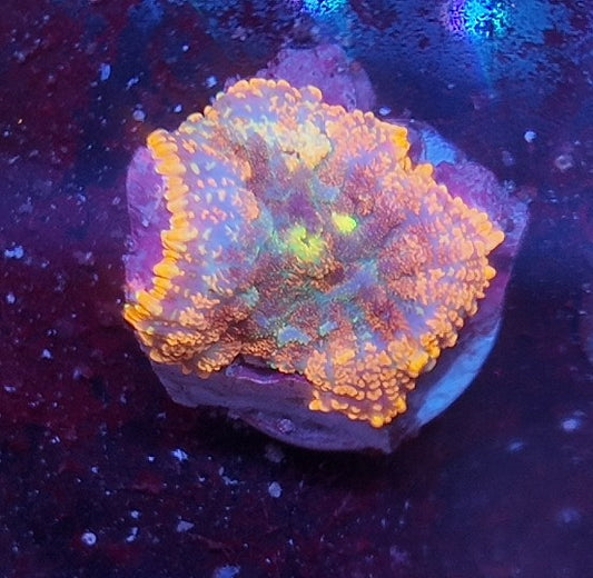 rhodactis krusty the clown